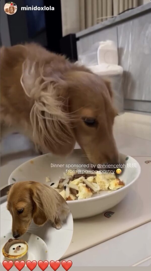 @minidoxlola — dinner sponsored by pawpa_pastry