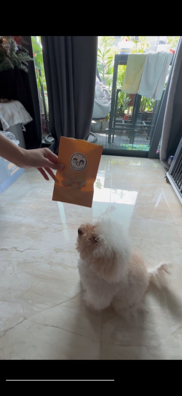 Dog waiting excitedly for PawPa Pastry cookies